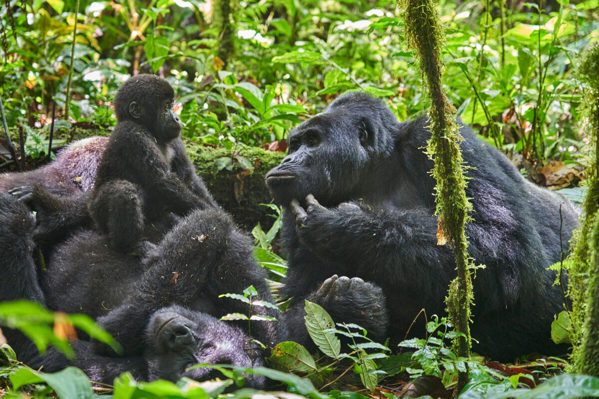 SOI Travel Sustainability Efforts