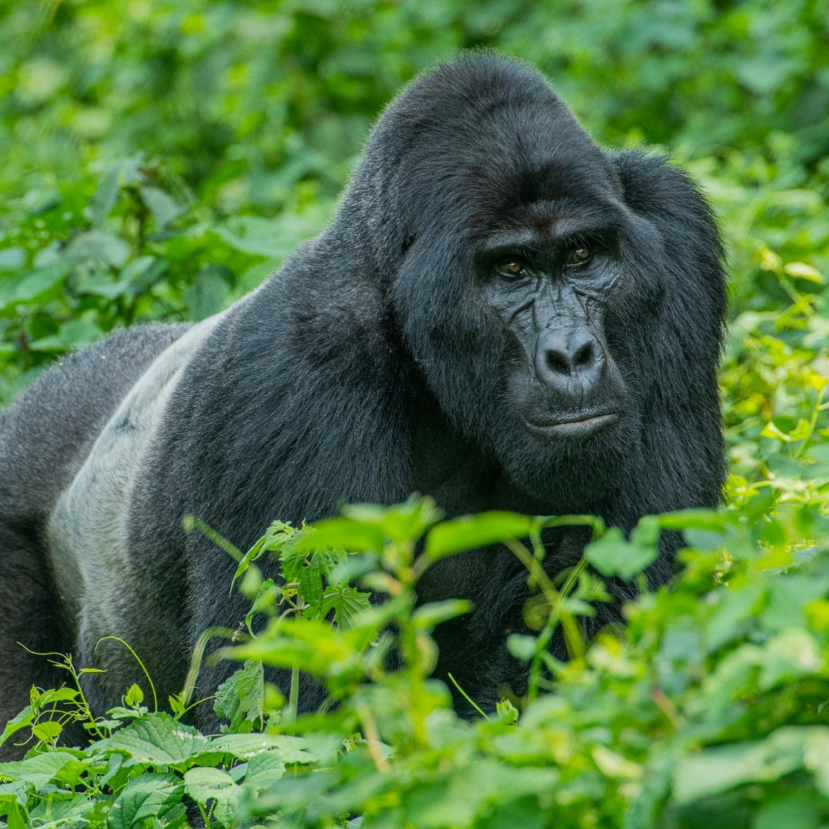 Gorilla Trekking in Bwindi