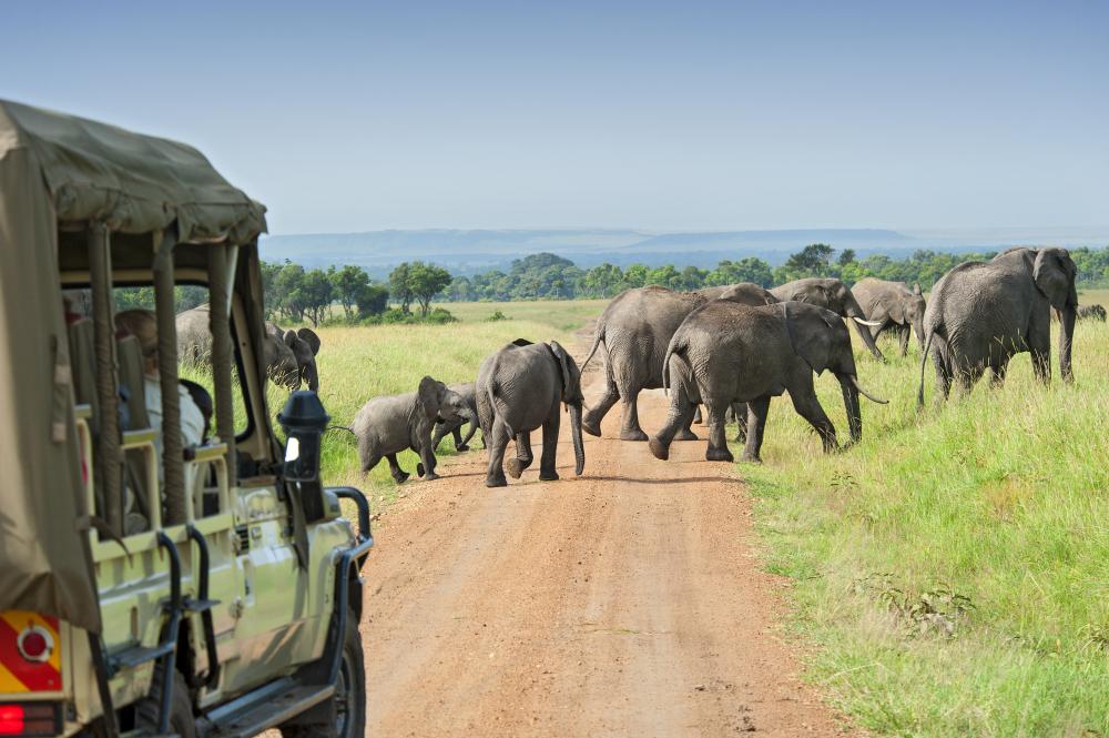 Multi-Country Safari