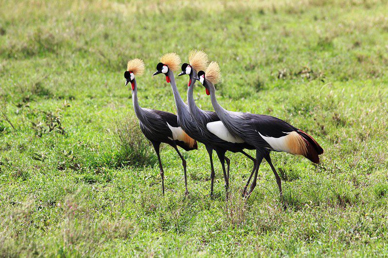 Bird Watching Special Offer