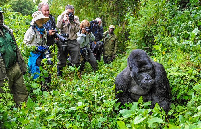 Gorilla Trekking Special Offer